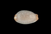 藏品(雞皮寶螺)的圖片